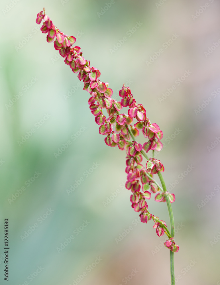 Macrophotographie d'une fleur sauvage: Oseille (Rumex acetosa) Macrophotographie d'une fleur sauvage: Oseille (Rumex acetosa)