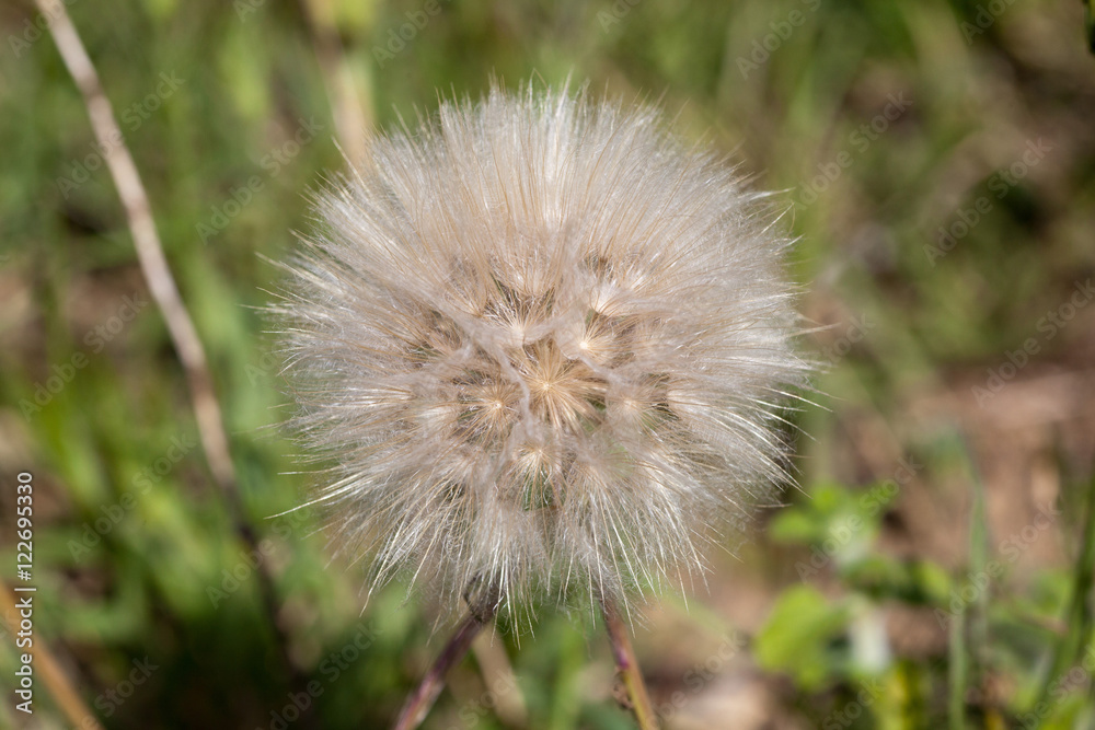 Macrophotographie d'une fleur sauvage: Pappus d'un pissenlit Macrophotographie d'une fleur sauvage: Pappus d'un pissenlit