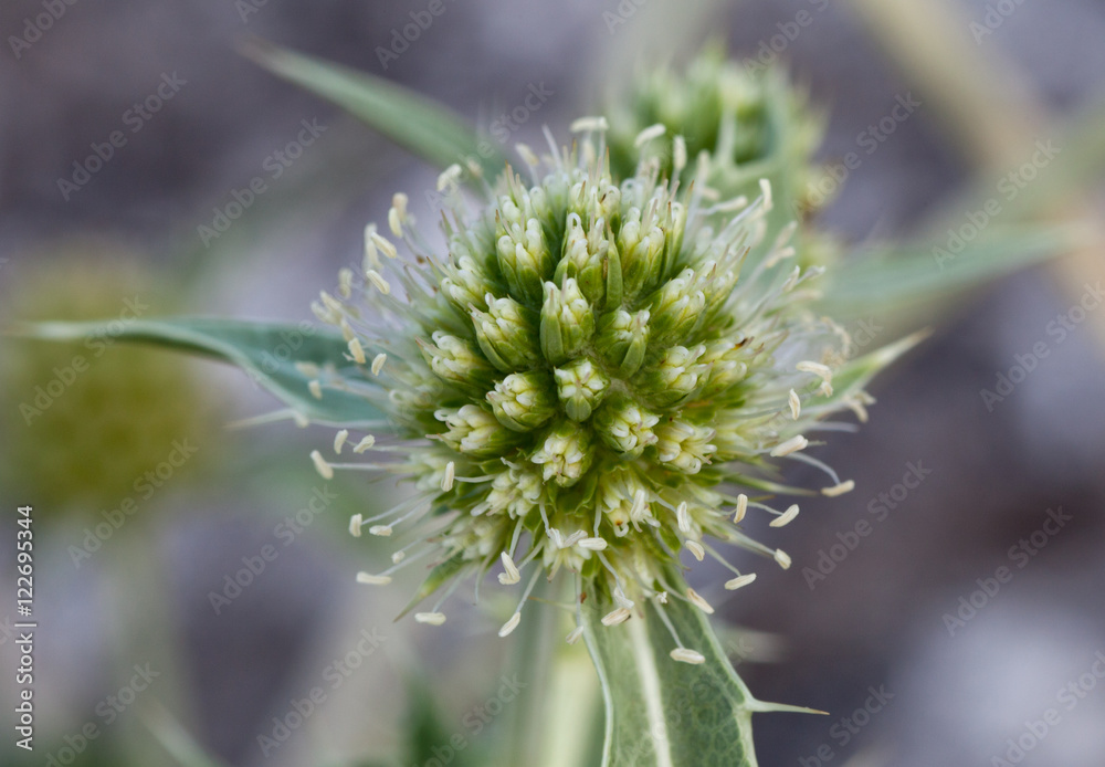 Macrophotographie d'une fleur sauvage: Panicaut champetre (Eryngium campestre) Macrophotographie d'une fleur sauvage: Panicaut champetre (Eryngium campestre)