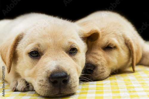 Labrador puppies / Selective focus