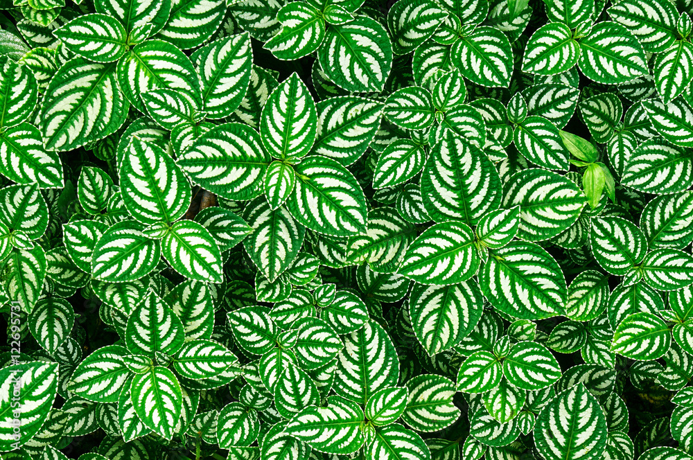 pattern of leaves pattern of leaves
