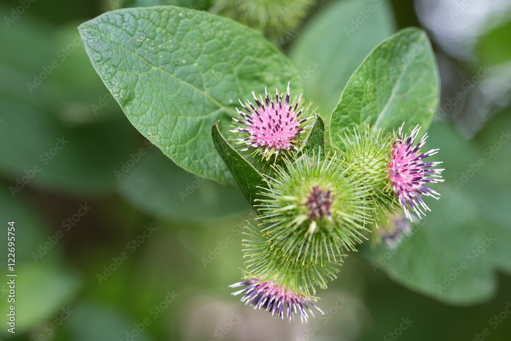 Macrophotographie d'une fleur sauvage: Petite bardane (Arctium minus) Macrophotographie d'une fleur sauvage: Petite bardane (Arctium minus)