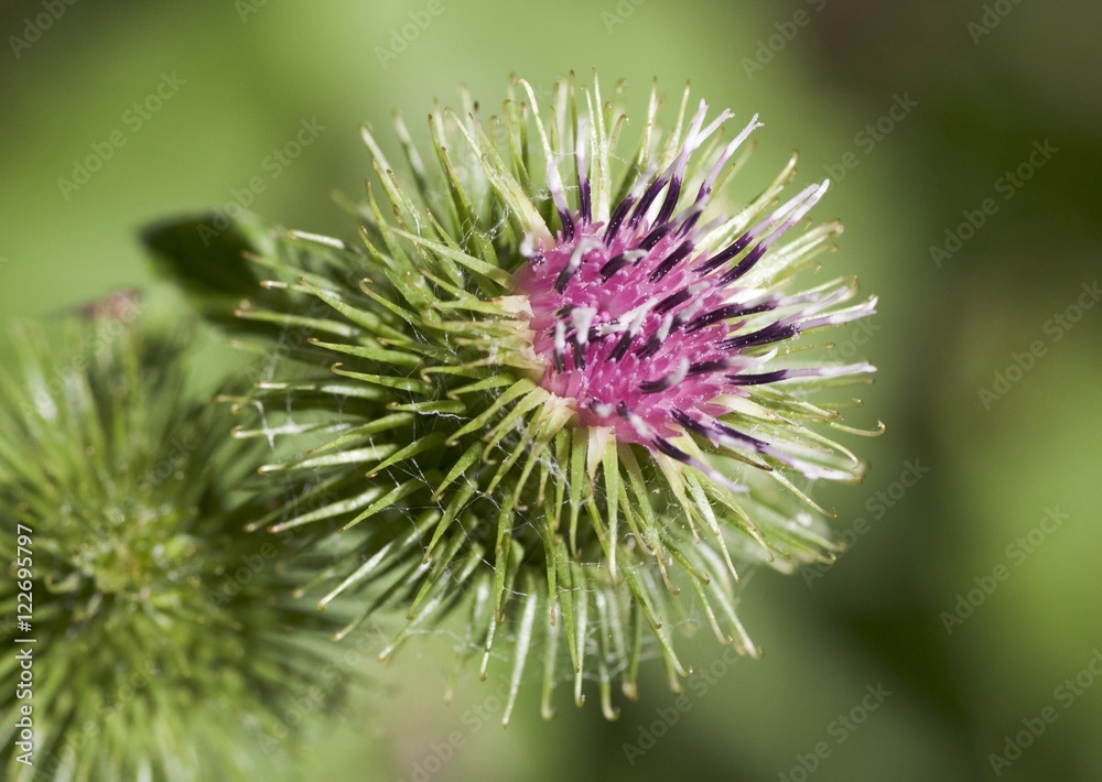 Macrophotographie d'une fleur sauvage: Petite bardane (Arctium minus) Macrophotographie d'une fleur sauvage: Petite bardane (Arctium minus)