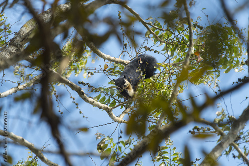 Black Giant Squirrel