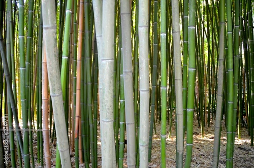 Бамбук.Никитский ботанический сад.Ялта.Россия