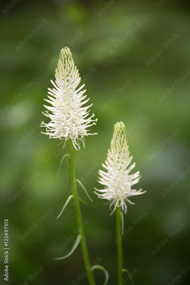 Macrophotographie d'une fleur sauvage: Raiponce en epi (Phyteuma spicatum) Macrophotographie d'une fleur sauvage: Raiponce en epi (Phyteuma spicatum)
