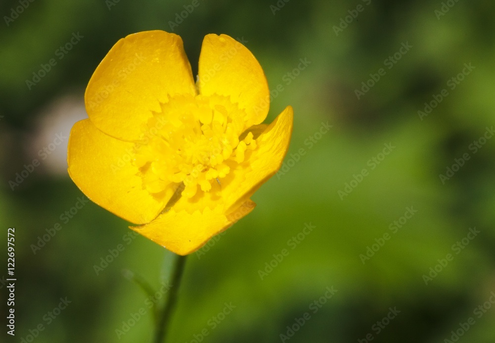 Macrophotographie d'une fleur sauvage: Renoncule acre (Ranunculus acris) Macrophotographie d'une fleur sauvage: Renoncule acre (Ranunculus acris)