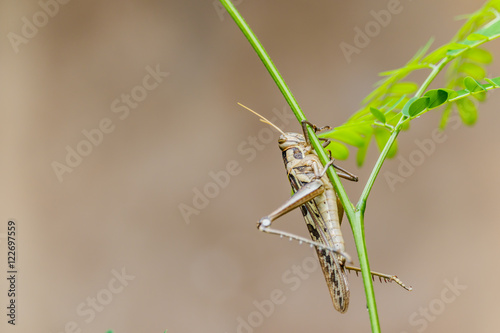 Brown grasshopper caught on branches.