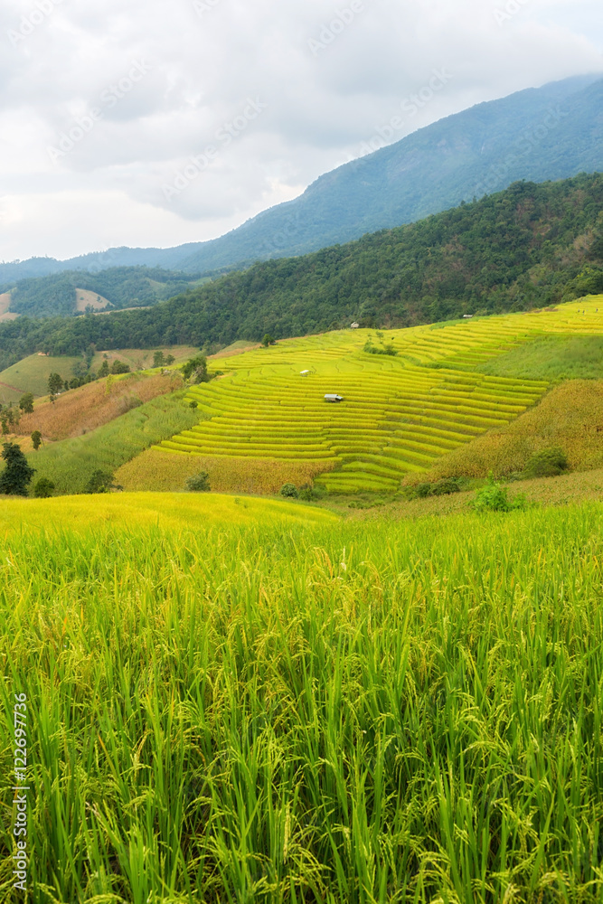 Rice terraces