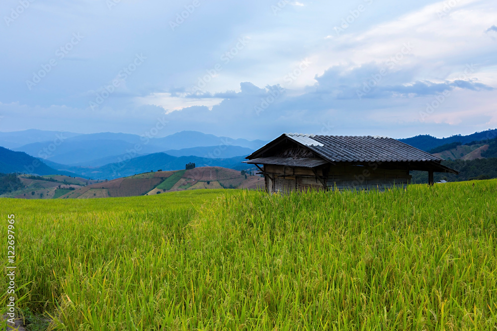 Rice terraces