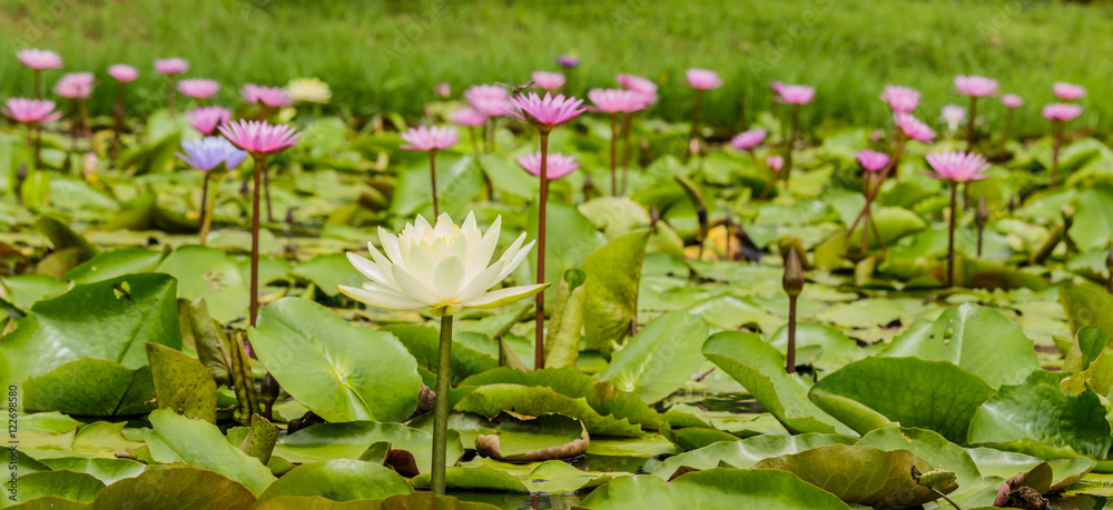 blossom lotus flower focus on flower blossom lotus flower focus on flower