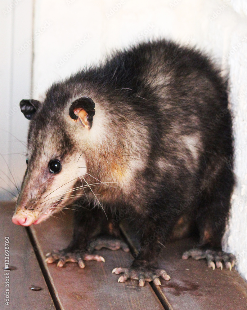 Obraz premium Opossum