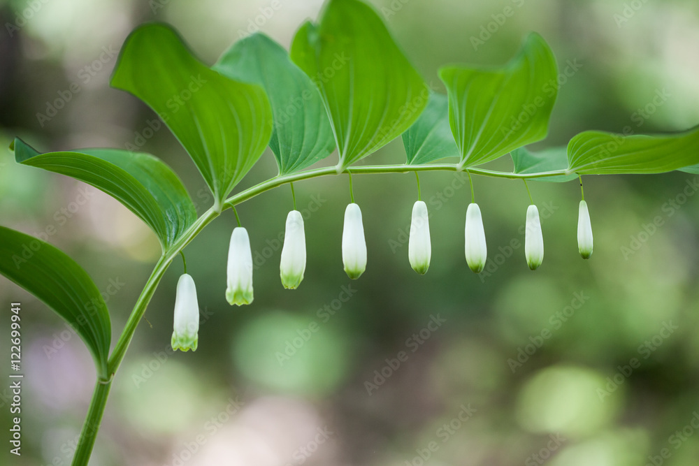 Macrophotographie d'une fleur sauvage: Sceau de Salomon odorant  (Polygonatum odoratum) Stock Photo | Adobe Stock