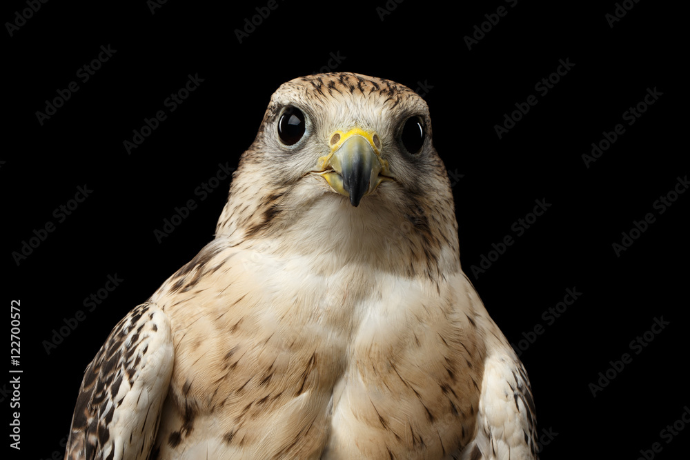 Obraz premium Close-up Bird Portrait Saker Falcon, Falco cherrug, isolated on Black background