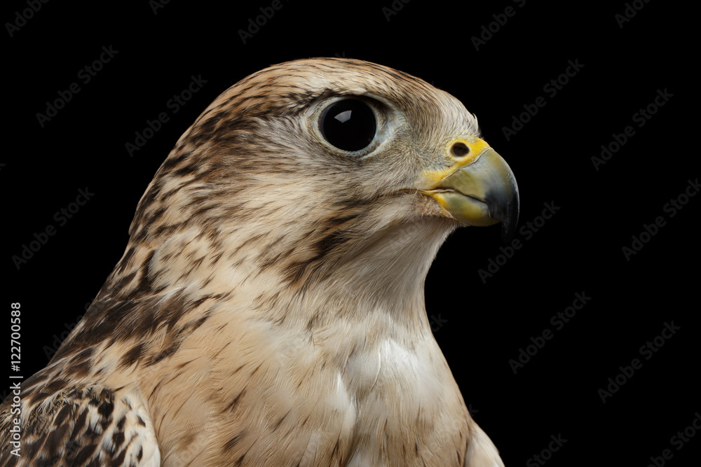 Close-up Bird Portrait Saker Falcon, Falco cherrug, isolated on Black background Close-up Bird Portrait Saker Falcon, Falco cherrug, isolated on Black background