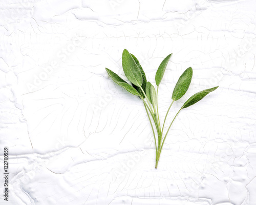 Closeup branch fresh sage leaves on white wooden background . A