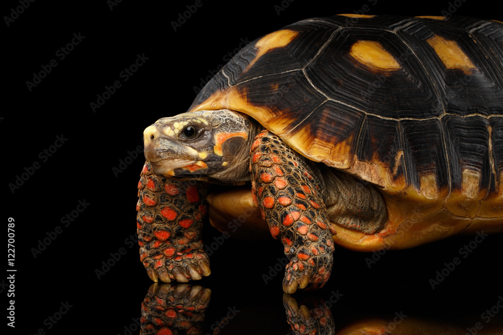 Obraz premium Zbliżenie: żółwie rudonose, Chelonoidis carbonaria, na białym tle czarne tło z odbiciem, widok z boku na śmieszną pozę
