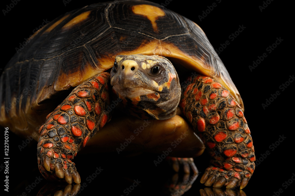 Fototapeta premium Close-up of Red-footed tortoises, Chelonoidis carbonaria, Isolated black background with reflection, front view on funny pose