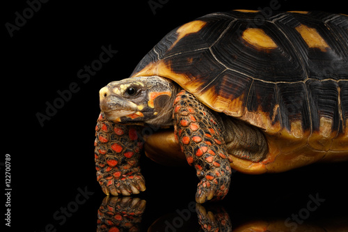 Close-up of Red-footed tortoises, Chelonoidis carbonaria, Isolated black background with reflection, side view on funny pose photo