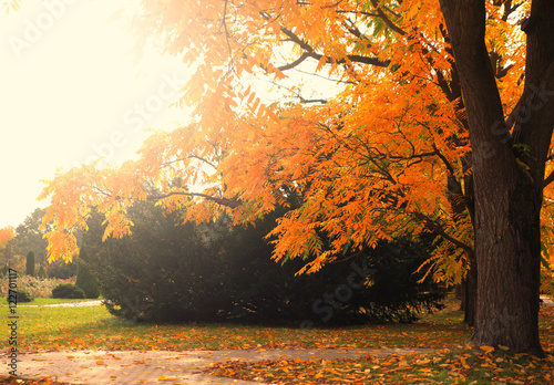 Tree with yellow tree