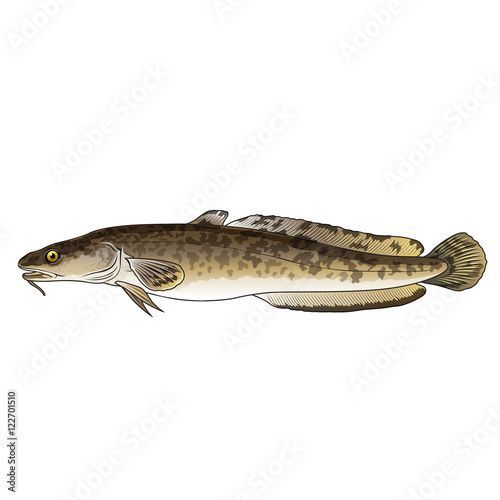 Burbot, Isolated Illustration