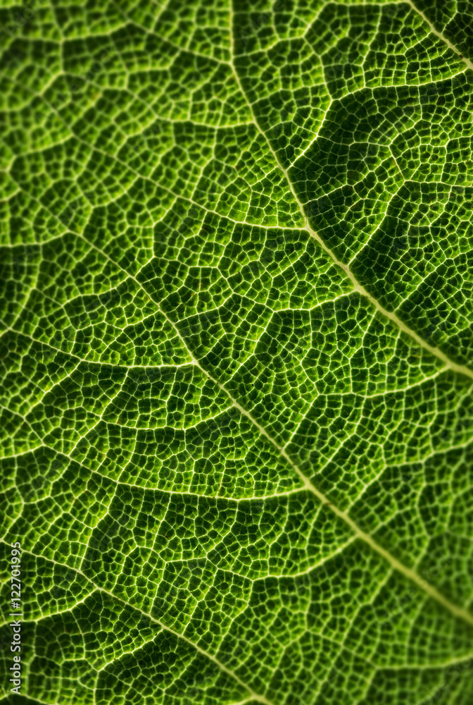 Green leaf, macro photo