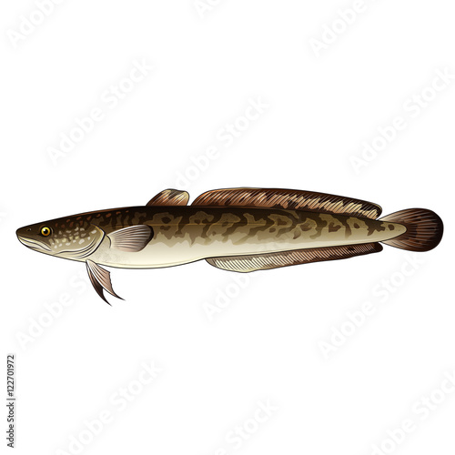Obraz na plátně Ling, Isolated Illustration