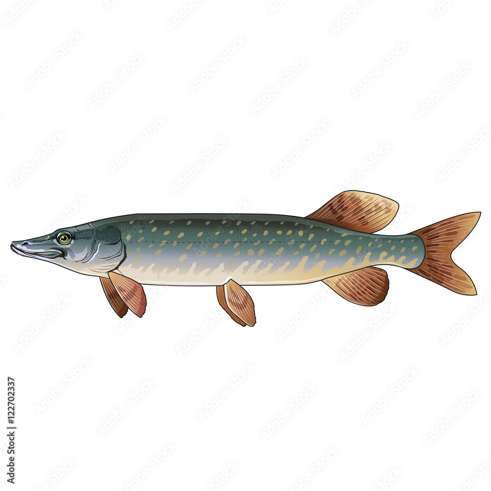 Naklejka premium Pike, Isolated Illustration