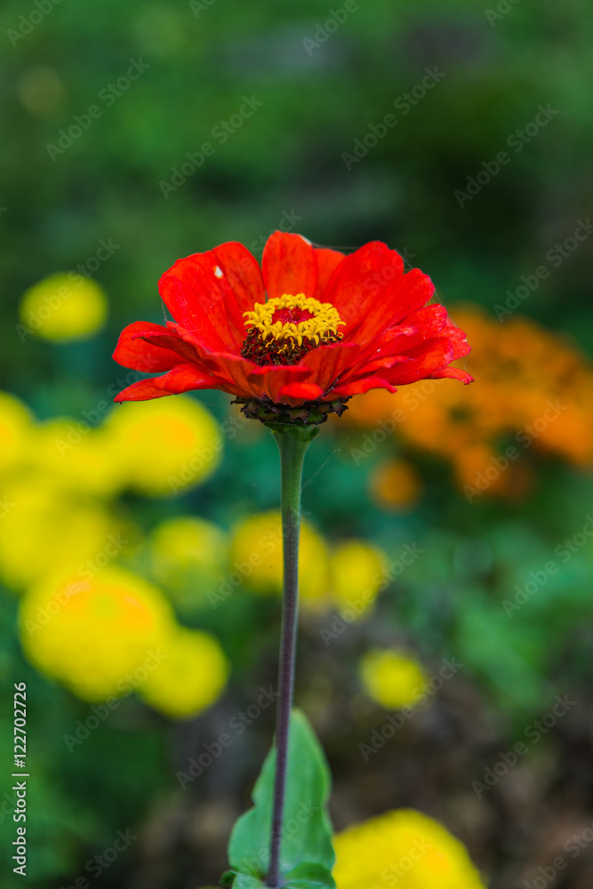 Gerbera flower in the garden Gerbera flower in the garden