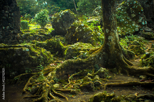 Elaborate Tree Roots © nathanallen