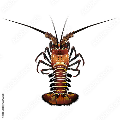 Spiny Lobster, Isolated Illustration