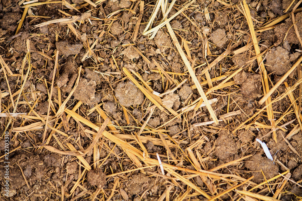 Cow manure texture background