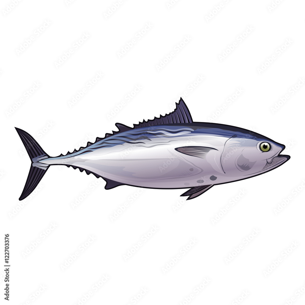 Obraz premium Tuna, Isolated Illustration