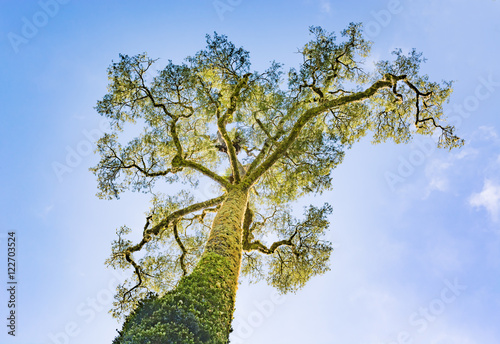 Kauri tree with blue sky background