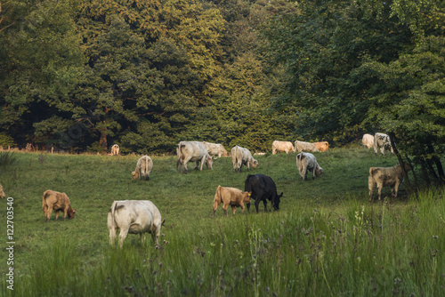 Cows on pasture land in summer evening