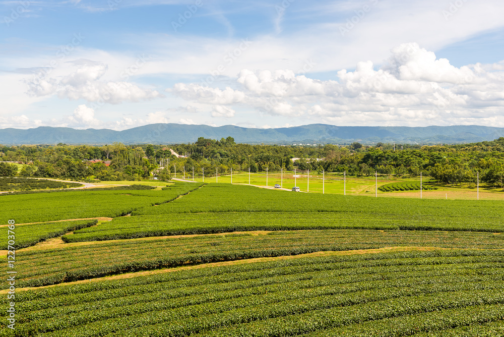 Panorama tea field at singpark in chiang rai , Thailand