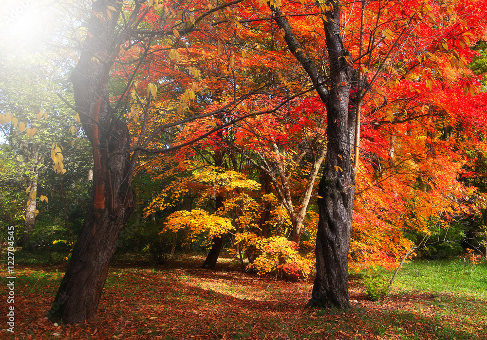 Sun shines on trees with red and yellow leave