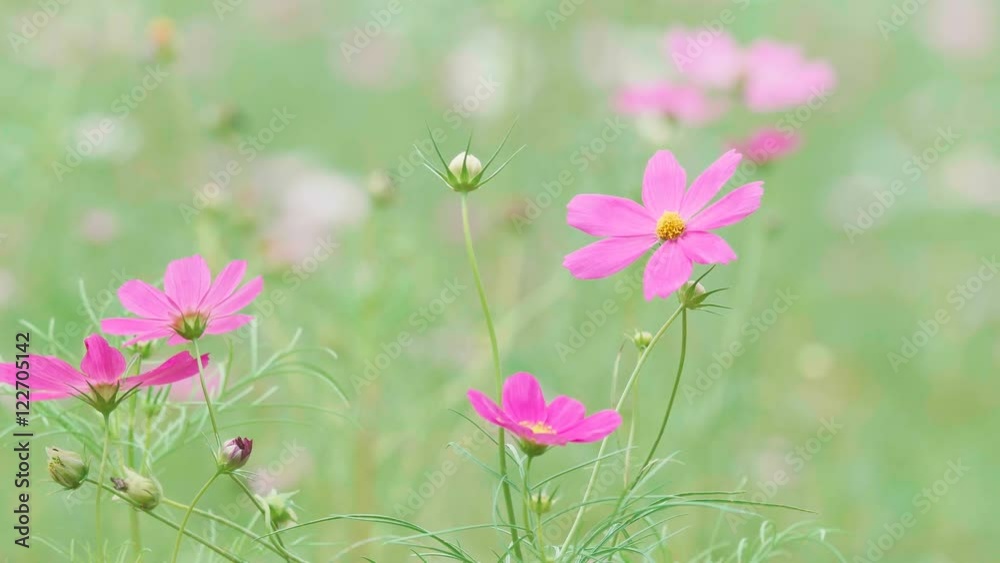 Cosmos Flowers,at Showa Kinen Park,Tokyo,Japan,Filmed in 4K Cosmos Flowers,at Showa Kinen Park,Tokyo,Japan,Filmed in 4K