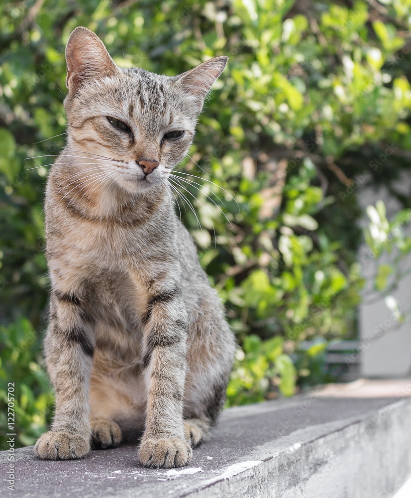 Cat, grey cat with pitiable sad eyes. and colorful blur background Cat, grey cat with pitiable sad eyes. and colorful blur background