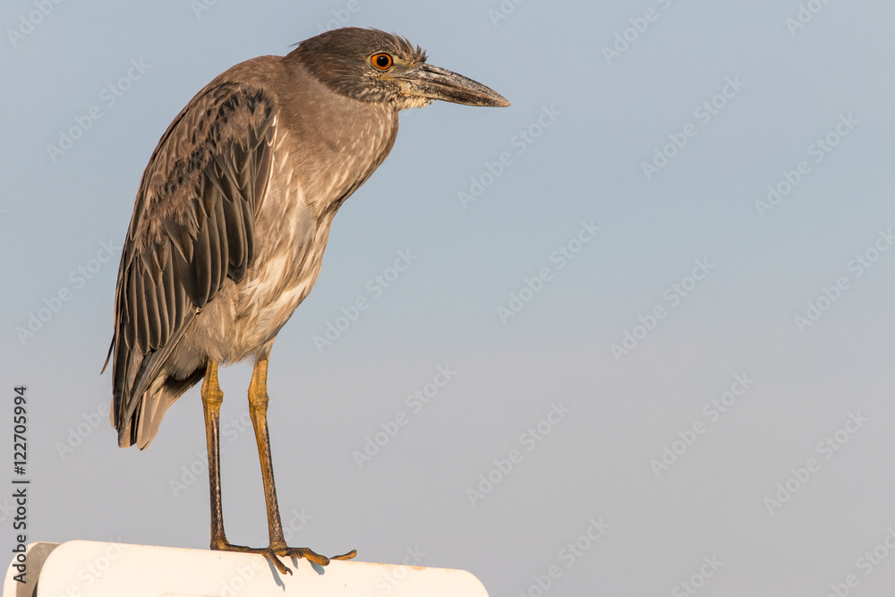 Obraz premium A night heron standing on a sign. 
