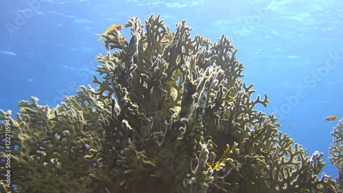 sunlight shines through the water surface, highlighting an underwater coral inhabited by fish