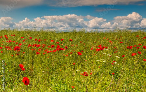 Blossomimg poppies amomg rapes-seeds