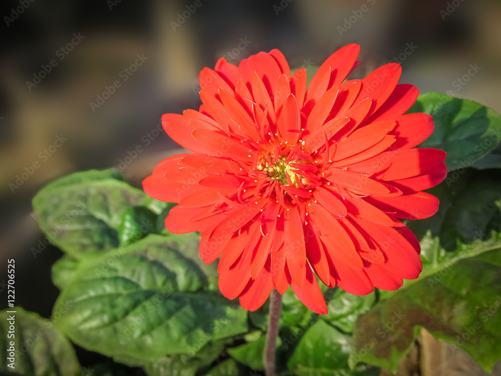 flower in the morning flower in the morning