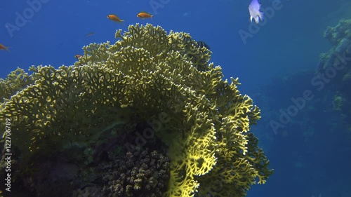 colorful corals and fish in the sea, illuminated by the sun