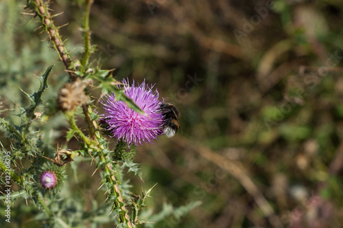 Bumblebee flying near prickly purple flower and collects nectar.