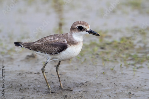 Greater Sand Plover (Charadrius leschenaultii) looking for food at mudflat