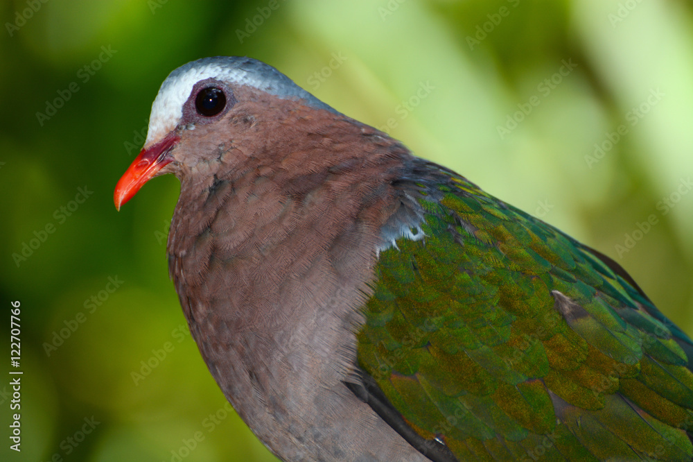 Obraz premium Closeup of common emerald dove, scientific bird name Chalcophaps indica