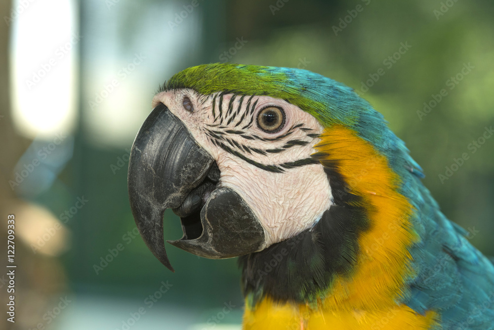 Beautiful Amazon parrot , Close-up parrot Beautiful Amazon parrot , Close-up parrot