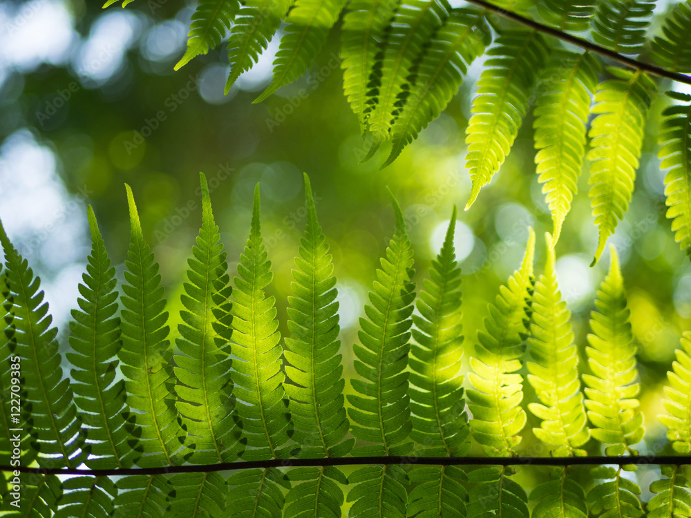 Fern leaf in the forest and sunlight background.