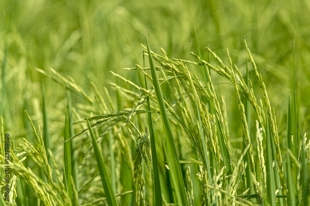Paddy jasmine rice farm in Thailand ,Green rice fields Paddy jasmine rice farm in Thailand ,Green rice fields